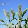 Mali’s 2025/26 Grain Output Expected to Rise 3.6%